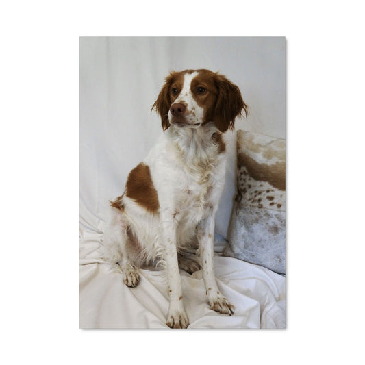 Poster Chien Douillet