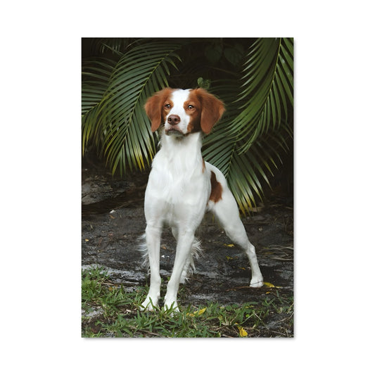 Poster Complice des Champs