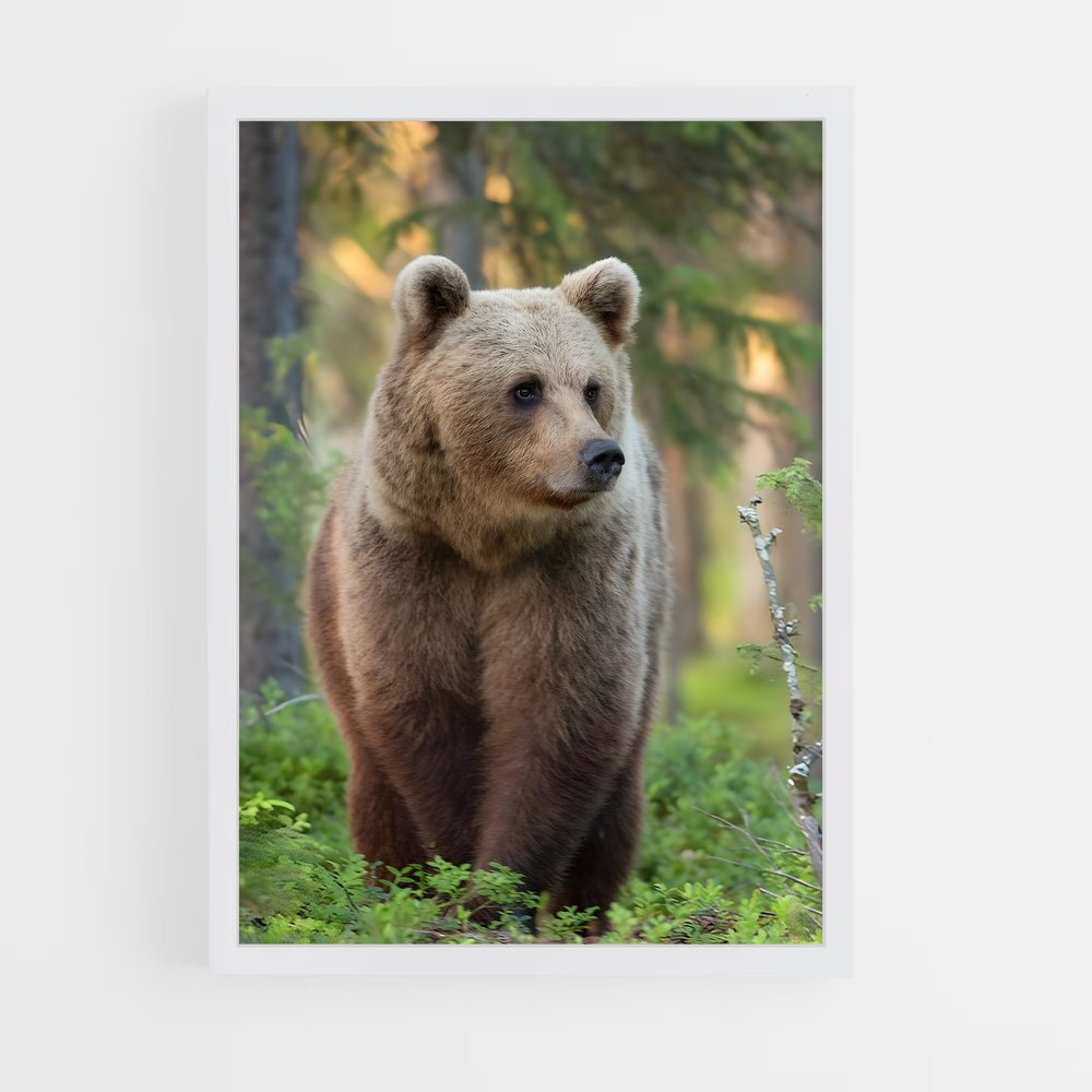 ap-brown bear-3 cadre Blanc