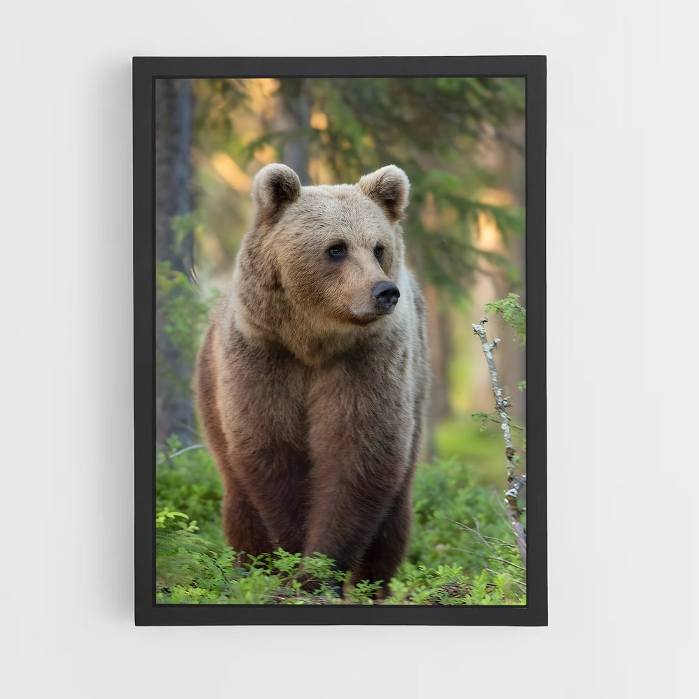 ap-brown bear-3 cadre Noir