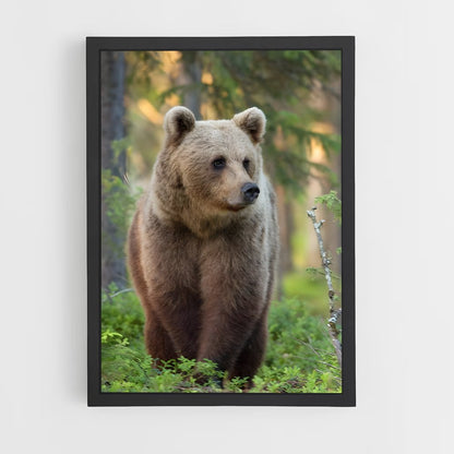 ap-brown bear-3 cadre Noir