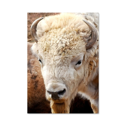 Poster Buffalo 83221