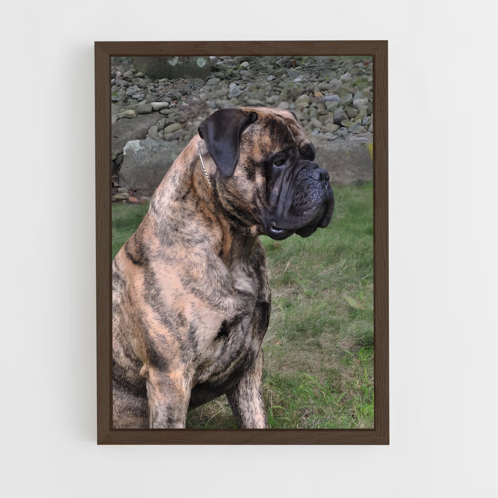 ap-bullmastiff-2 cadre Bois foncé