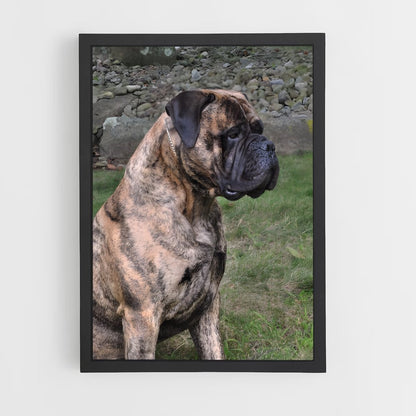 ap-bullmastiff-2 cadre Noir