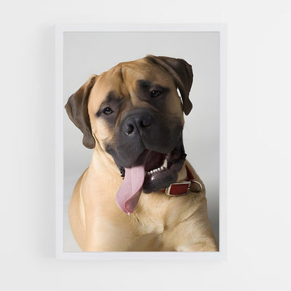ap-bullmastiff-3 cadre Blanc