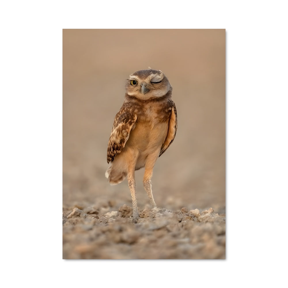 Poster Hibou Fouisseur