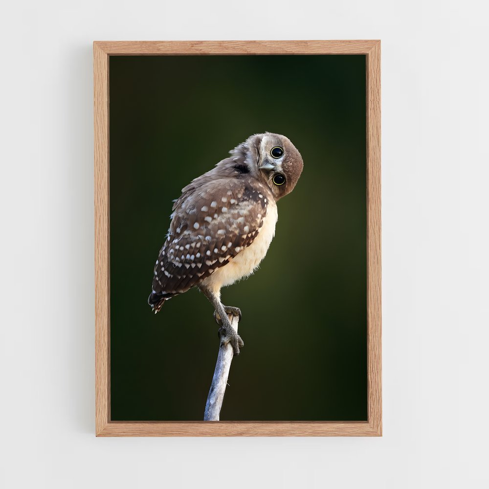 ap-burrowing owl-6 cadre Bois clair