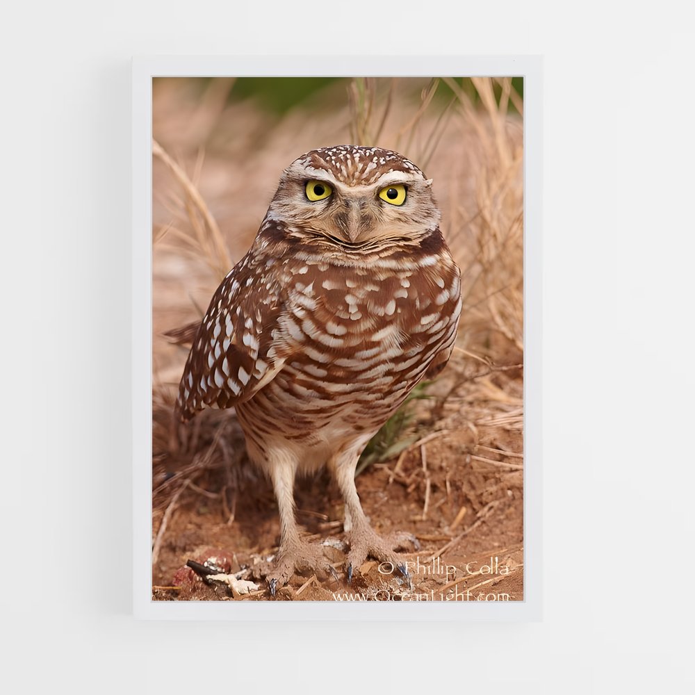 ap-burrowing owl-7 cadre Blanc