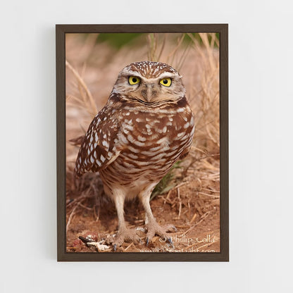 ap-burrowing owl-7 cadre Bois foncé