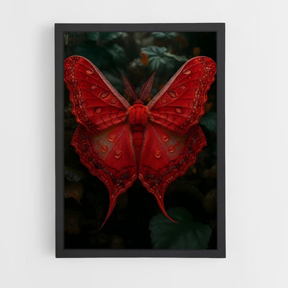 ap-butterfly-10 cadre Noir