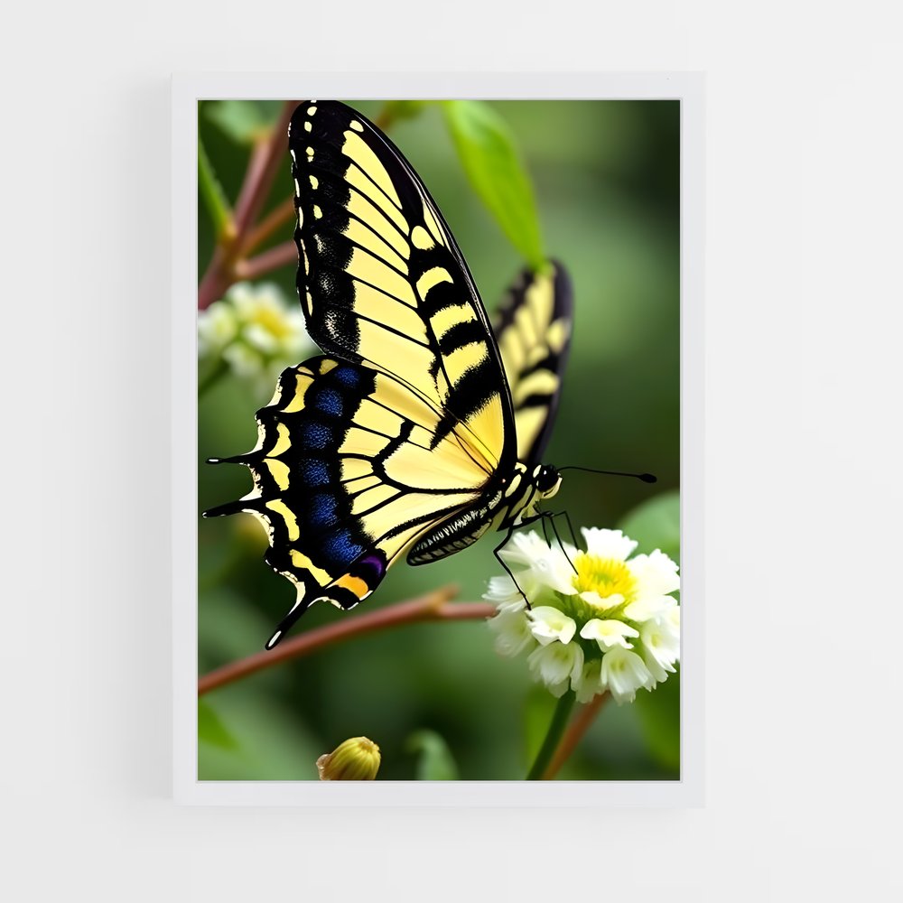ap-butterfly-14 cadre Blanc