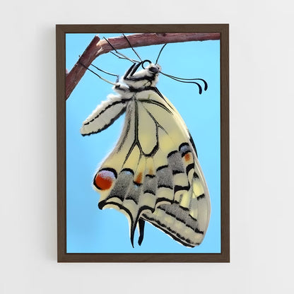 ap-butterfly-20 cadre Bois foncé