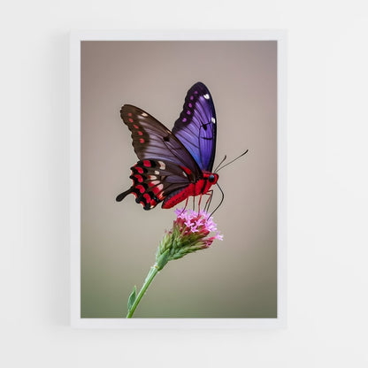 ap-butterfly-6 cadre Blanc