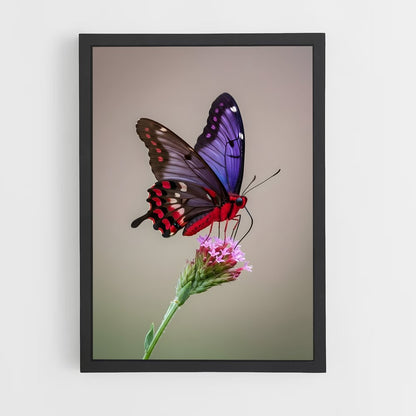 ap-butterfly-6 cadre Noir