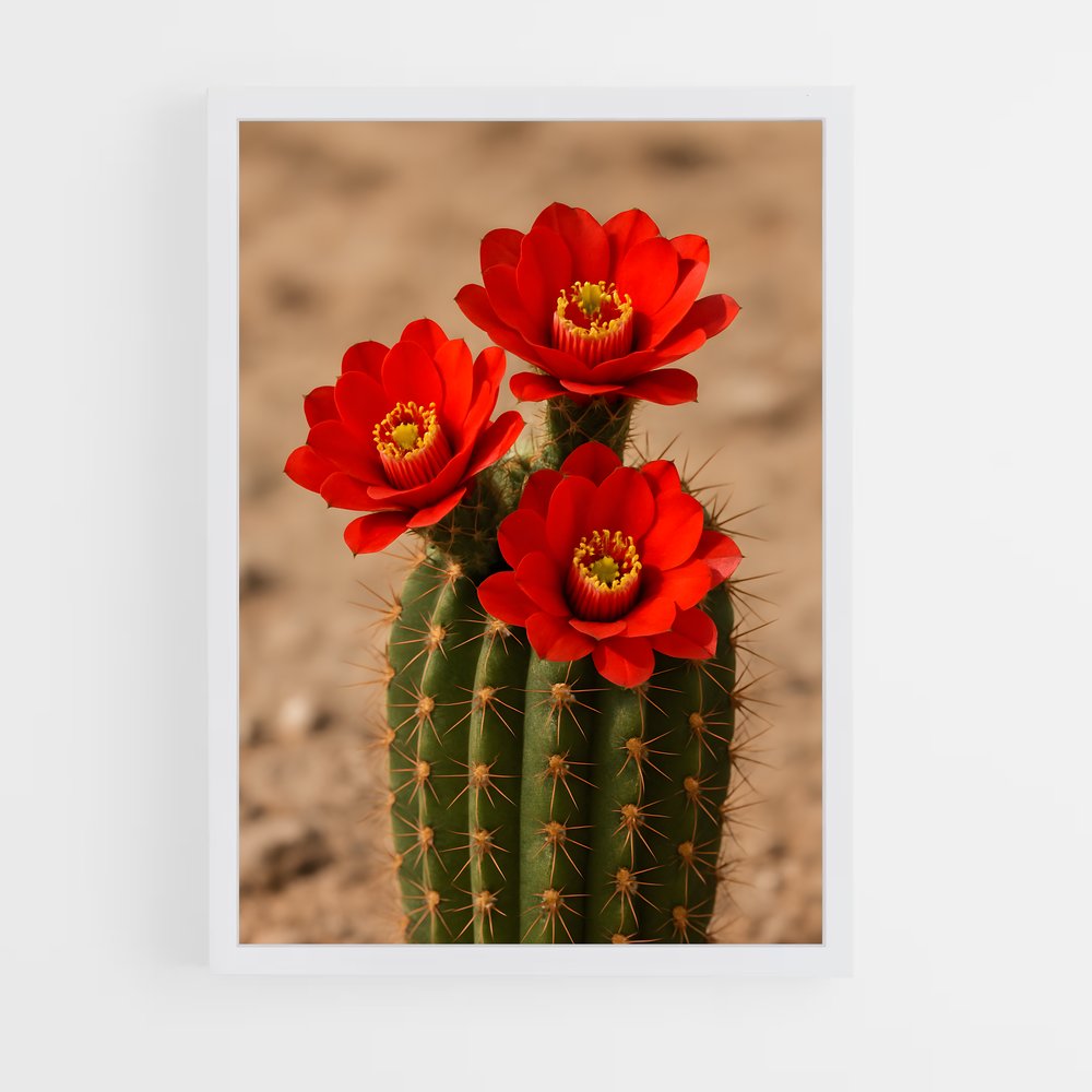 ap-cactus-2 cadre Blanc