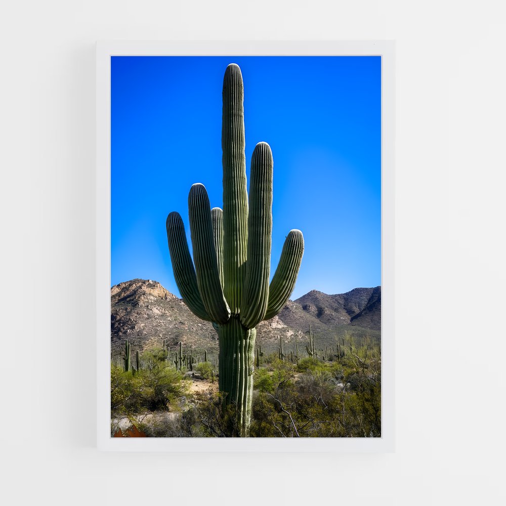ap-cactus-3 cadre Blanc