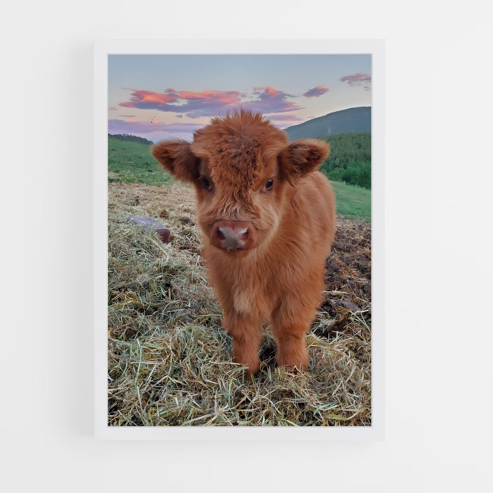 ap-calf-1 cadre Blanc