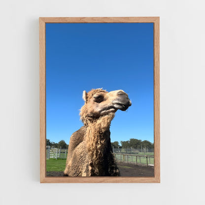 ap-camel-2 cadre Bois clair