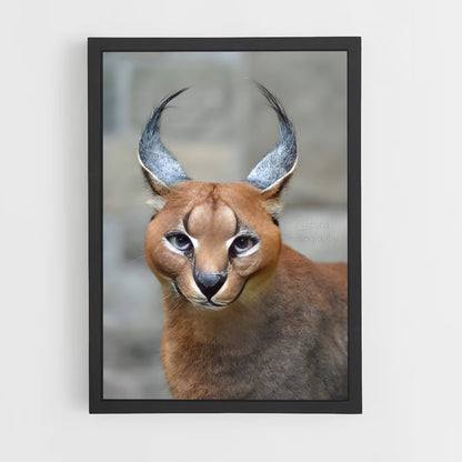 ap-caracal-5 cadre Noir