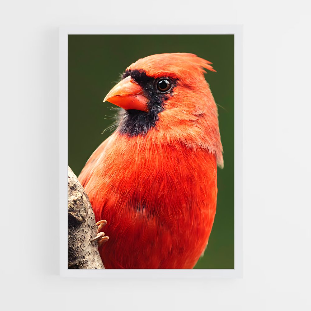 ap-cardinal-10 cadre Blanc