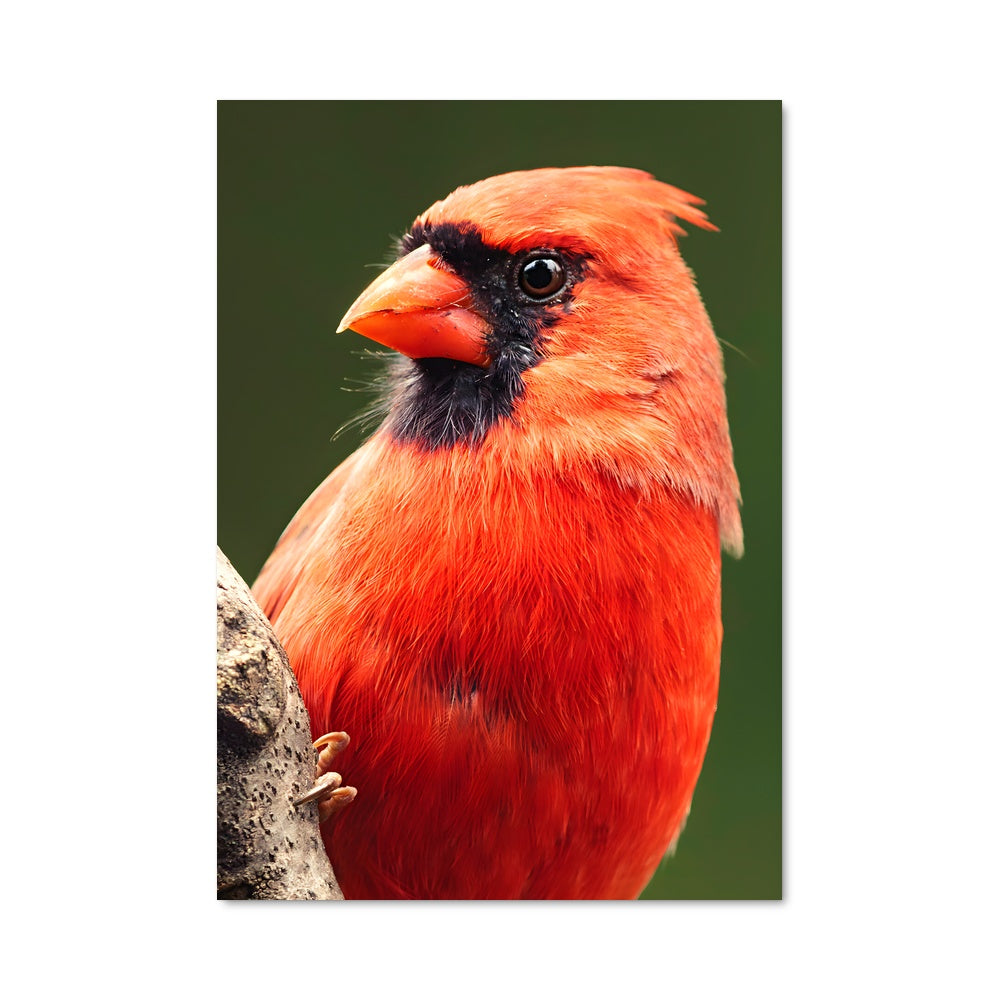 Poster Cardinal Éveilleur