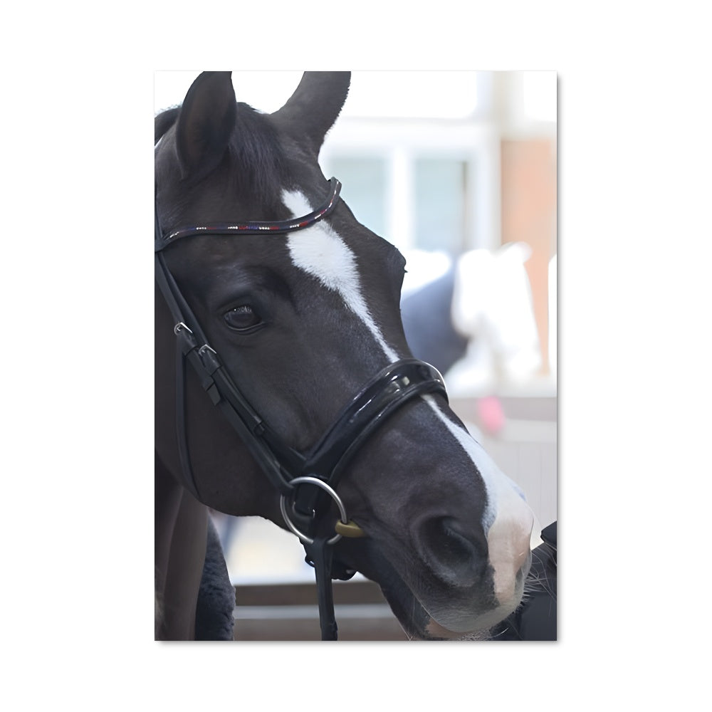 Poster Carl hester 67285