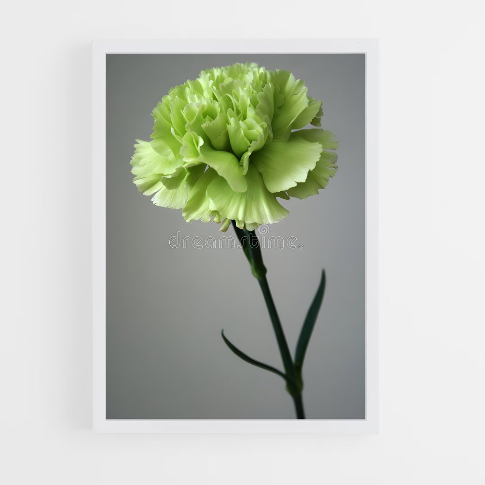 ap-carnation-10 cadre Blanc