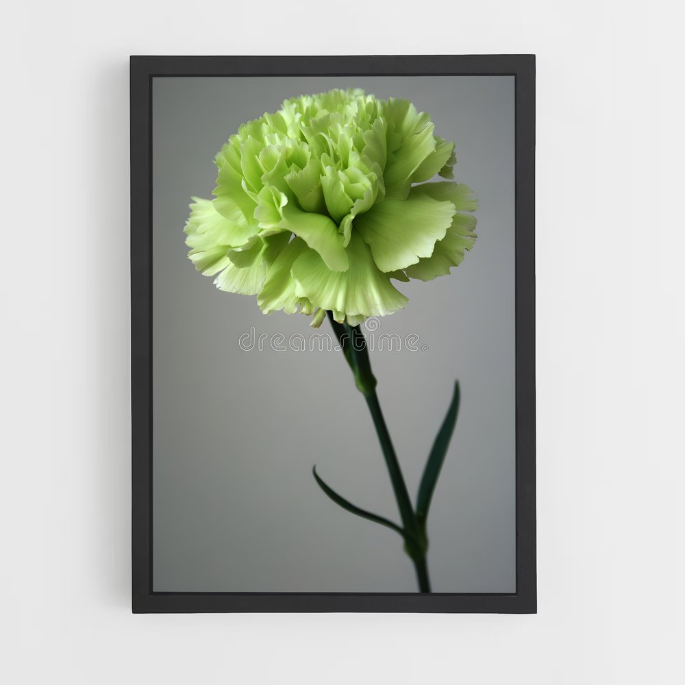 ap-carnation-10 cadre Noir