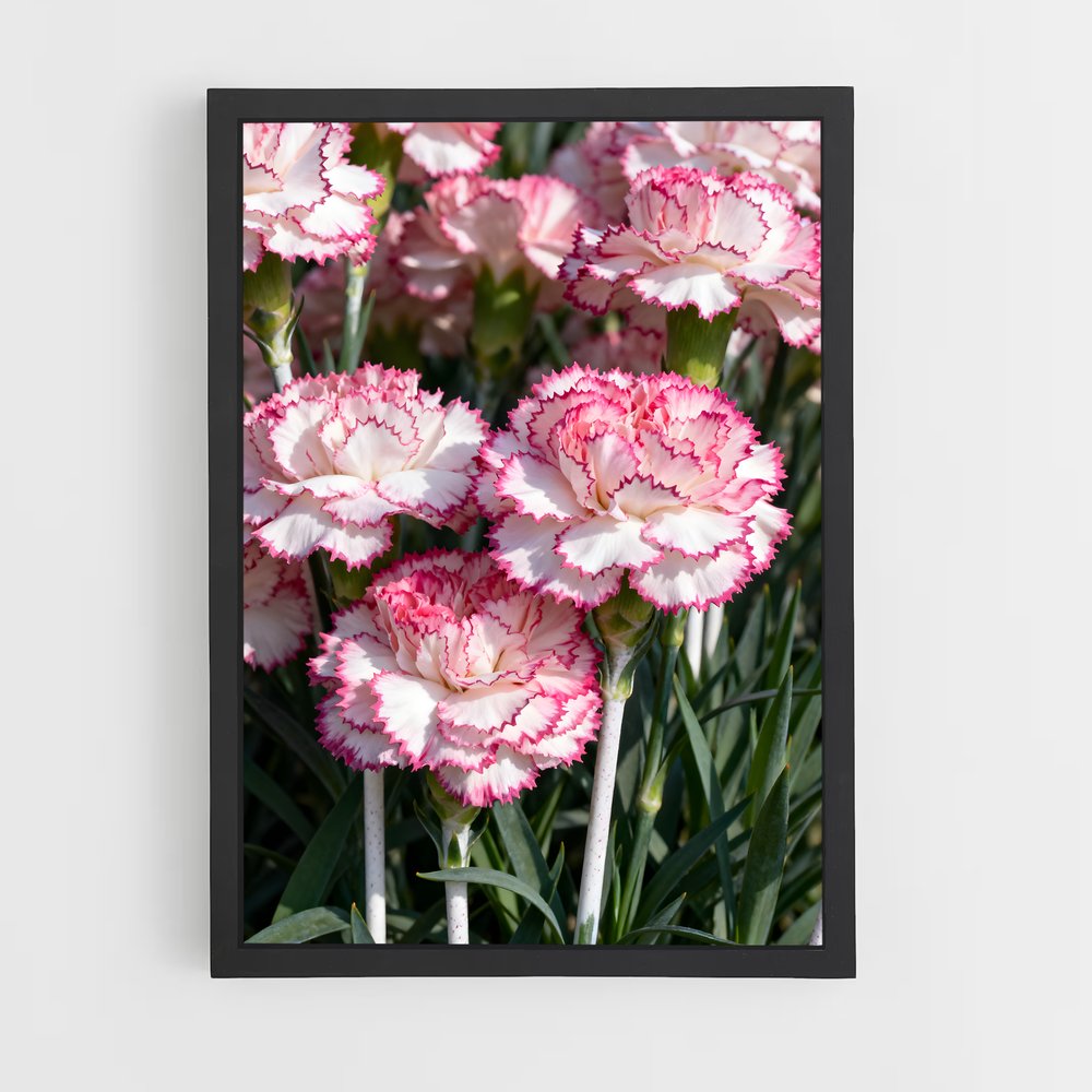 ap-carnation-5 cadre Noir