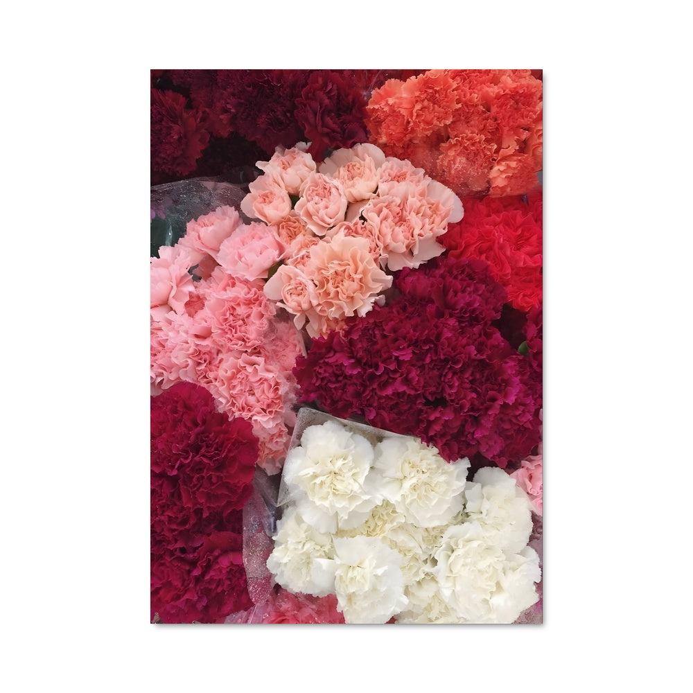Poster Carnation 96477