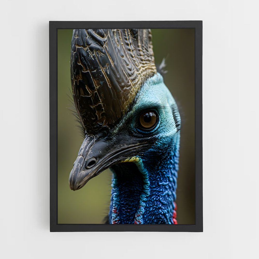ap-cassowary-4 cadre Noir