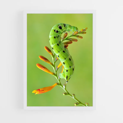 ap-caterpillar-11 cadre Blanc