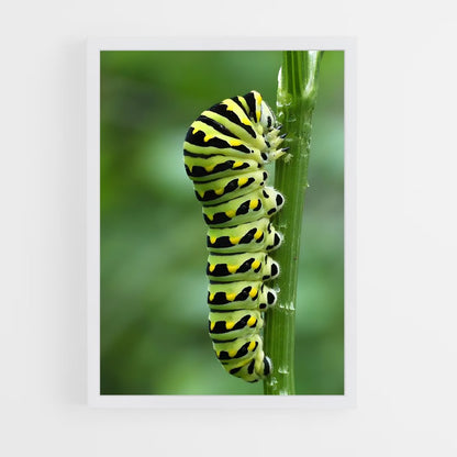 ap-caterpillar-2 cadre Blanc