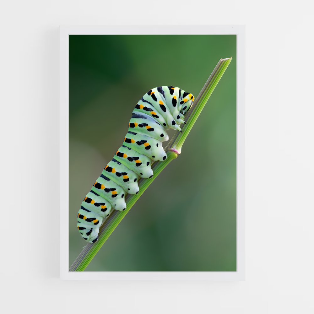 ap-caterpillar-3 cadre Blanc