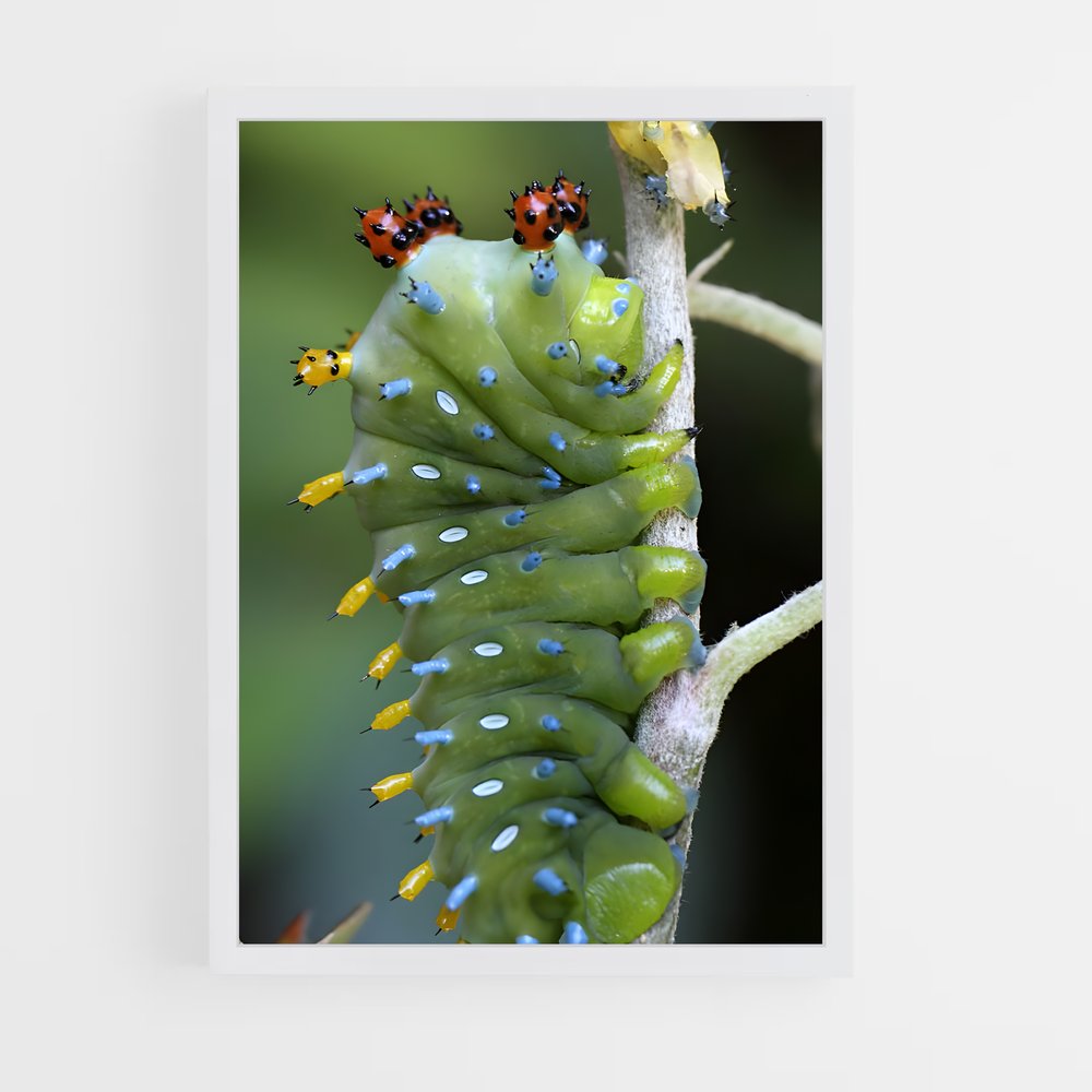 ap-caterpillar-4 cadre Blanc