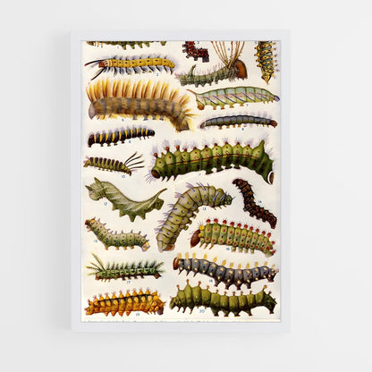 ap-caterpillar-5 cadre Blanc