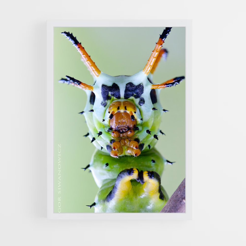 ap-caterpillar-8 cadre Blanc