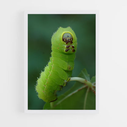 ap-caterpillar-9 cadre Blanc