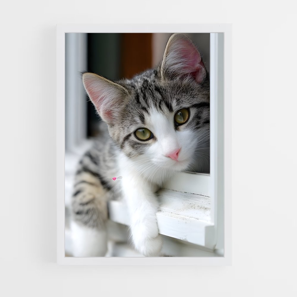 ap-cats-4 cadre Blanc
