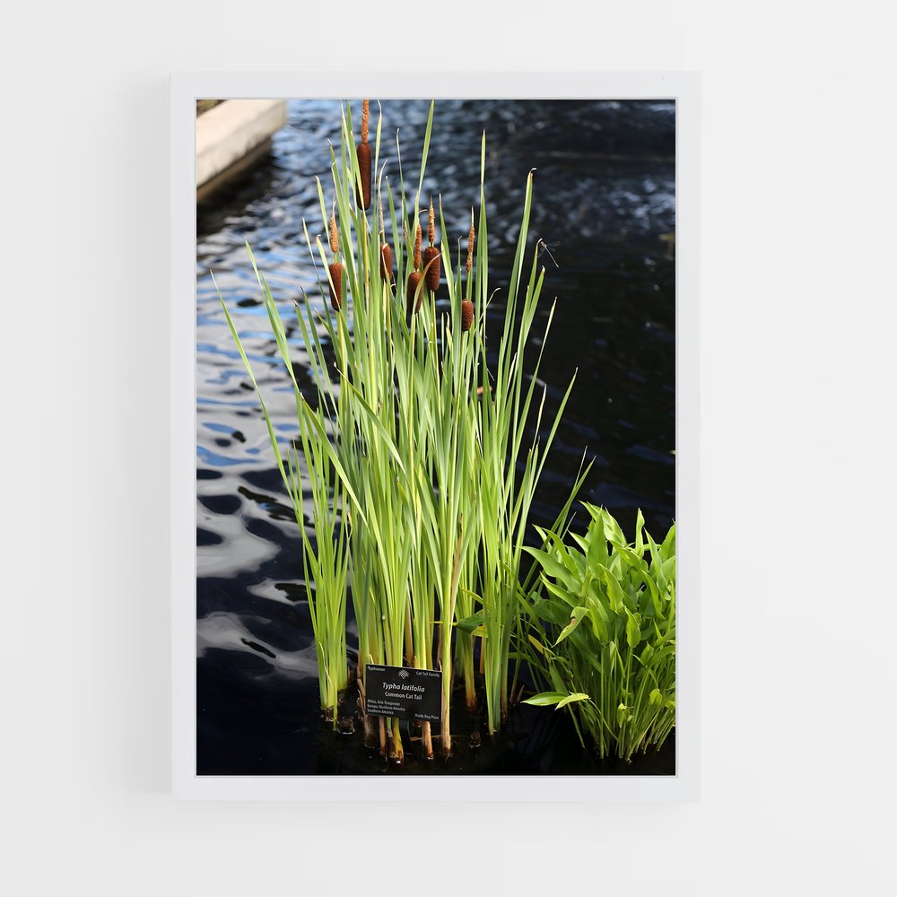ap-cattail-1 cadre Blanc