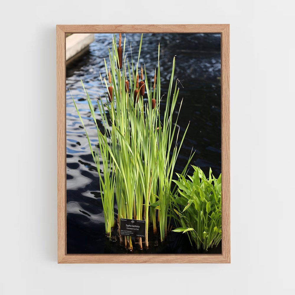 ap-cattail-1 cadre Bois clair