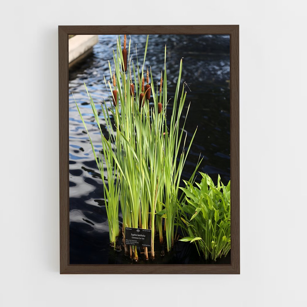 ap-cattail-1 cadre Bois foncé