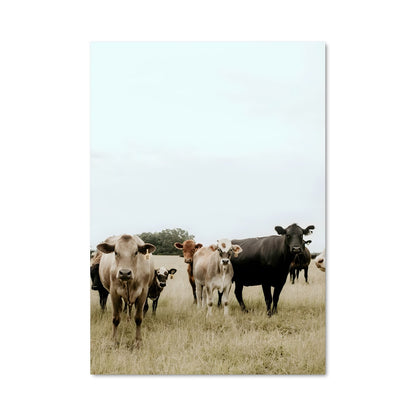 Poster Prairie en Liberté