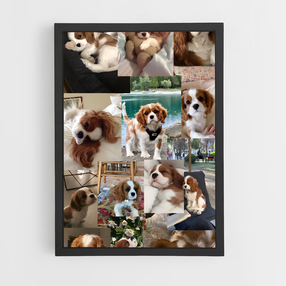 ap-cavalier king charles spaniel-1 cadre Noir