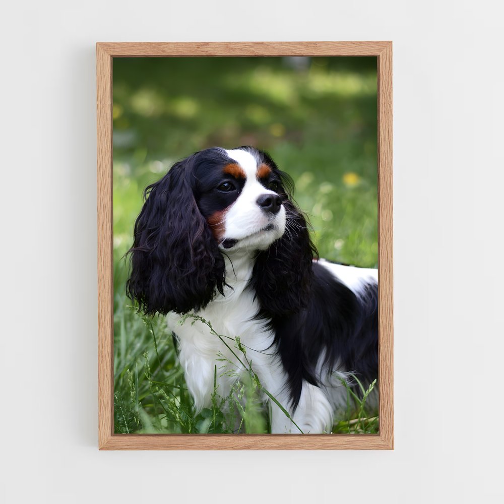 ap-cavalier king charles spaniel-2 cadre Bois clair
