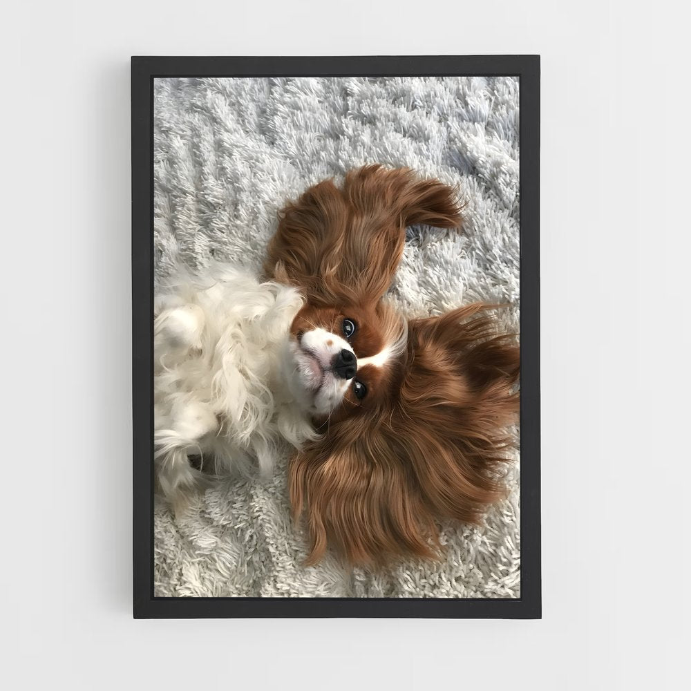 ap-cavalier king charles spaniel-5 cadre Noir