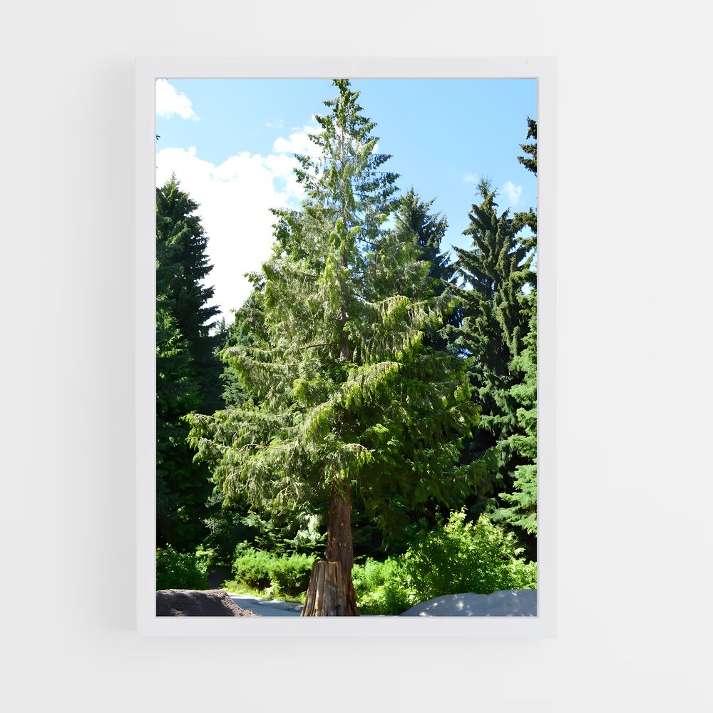 ap-cedar-5 cadre Blanc