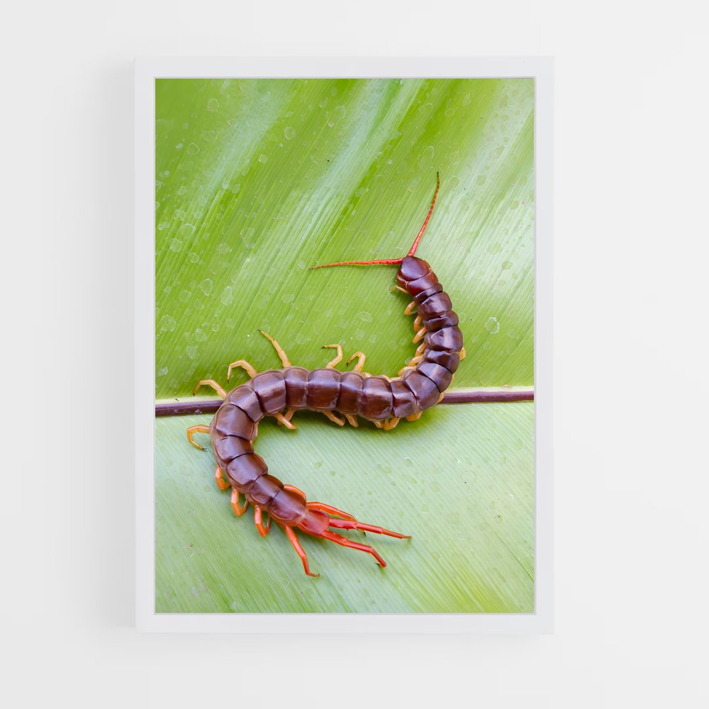 ap-centipede-3 cadre Blanc