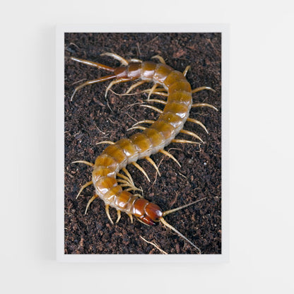 ap-centipede-5 cadre Blanc