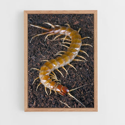 ap-centipede-5 cadre Bois clair